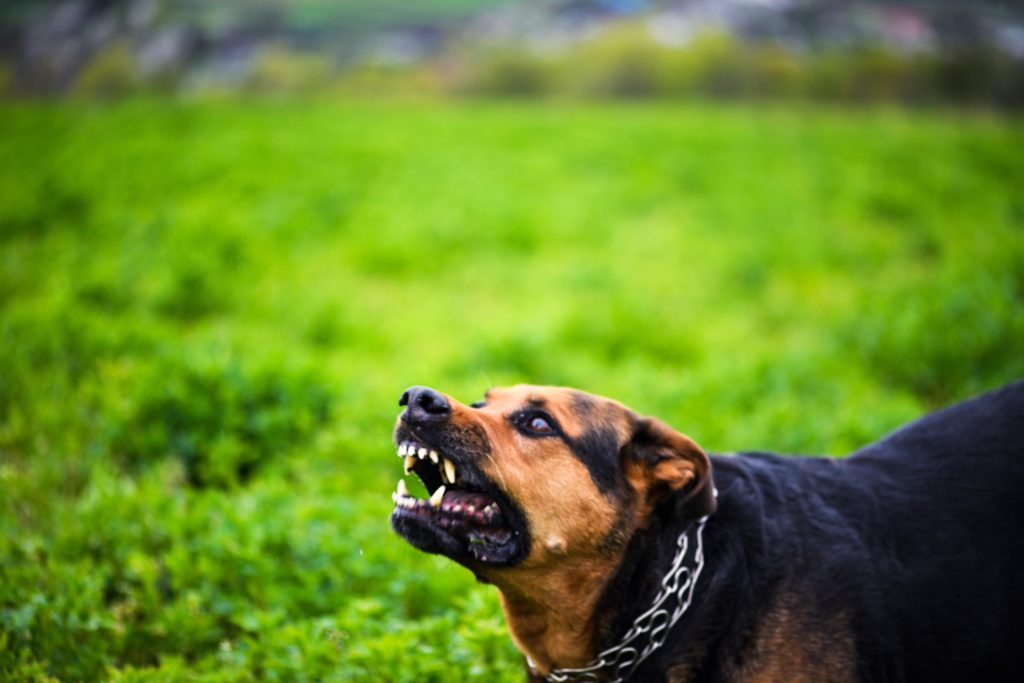 Cruelty to Animals